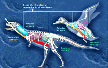 The pulmonary air sac systems of dinosaurs and birds exhibit striking similarities.