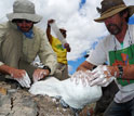 Scientists Ken Angielczyk, Roger Smith and Sebastien Steyer cast a skull of a dicynodont.