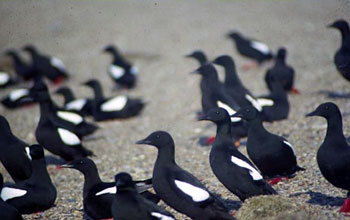 Adult black guillemots