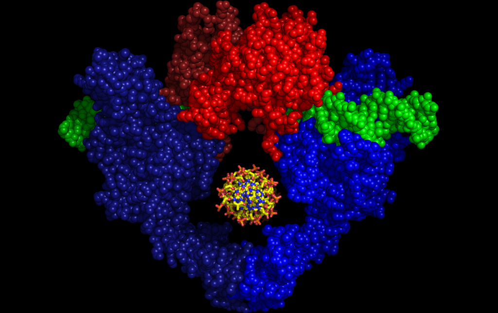 DNA binding and cleavage fragment of yeast topoisomerase II