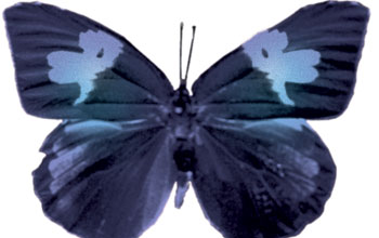 Male southern dogface (<em>Colias cesonia</em>) butterfly