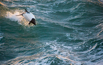 Commerson's dolphin