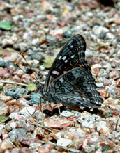 Male empress Leilia (<em>Asterocampa leilia</em>)