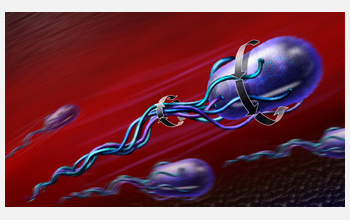 <em>Escherichia coli</em> cells