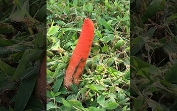 Elegant stinkhorn (<em>Mutinus elegans</em>) mushroom