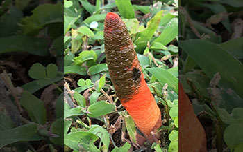 Elegant stinkhorn (<em>Mutinus elegans</em>) mushroom with spores