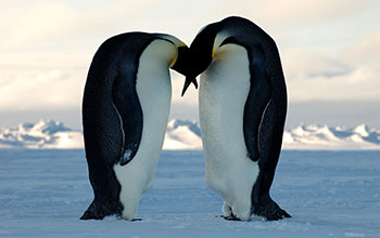 Two emperor penguins