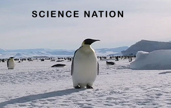 Emperor Penguins in Antarctica