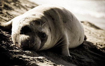 elephant seal