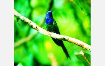 A male, swallow-tailed hummingbird perches on a branch in Brazil