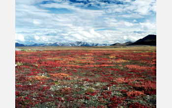 Autumn colors near the Sagavanirktok River, Alaska