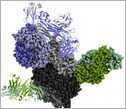 In this figure, the neutralization of infection from respiratory syncytial virus depends on antibodies (blue, green) binding to viral proteins (gray).