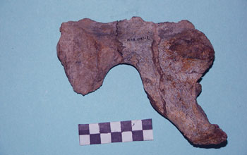 Pelvis of Omo I, found near the town of Kibish, Ethiopia.