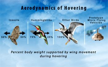 Aerodynamics of hovering