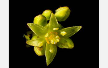 Photo of an avocado flower.