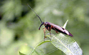 Mecopteran scorpion fly from Southern Sakhalin Island, Russia