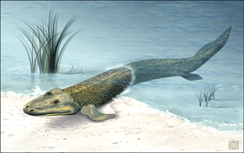 Illustration of <em>Tiktaalik roseae</em>,  crawling from the sea to the land