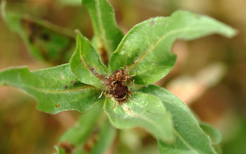 Photo of frost-killed bud of aspen fleabane daisy.