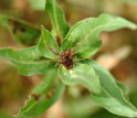 Photo of frost-killed bud of aspen fleabane daisy.