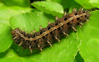 Photo of a Mormon Fritillary caterpillar on violet.