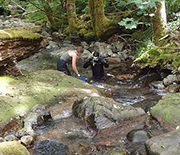 Research to understand tailed frogs responses to changes in their climate involves creek snorkeling.