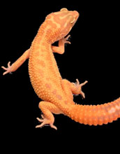 A leopard gecko (<em>Eublepharis macularius</em>)