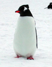 Gentoo penguin