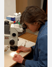 Herbarium manager Grace Kostel identifies plants for the database project