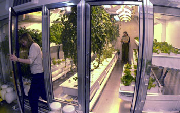 Food growth chamber