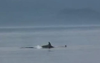 Whale surfacing in the water