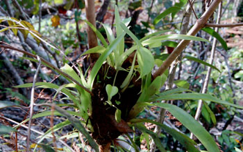 An ant garden, Guyana