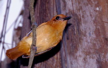 Cinnamon attila, Guyana