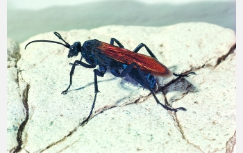 A tarantula hawk wasp