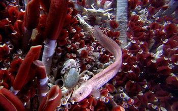 Tubeworms inhabiting a deep-sea hydrothermal vent along the East Pacific Rise