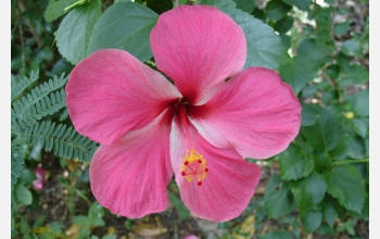 A flowering tropical hibiscus (<em>rosa sinensis</em>) on Turtle Island, Fiji