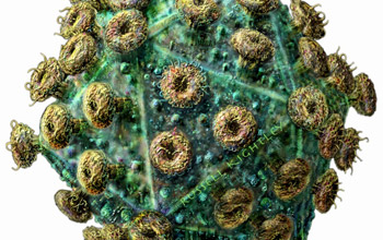 sclose-up image of the HIv virus