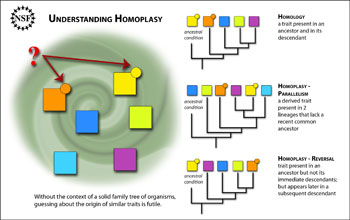 Evolutionary tree showing why two species share the same trait