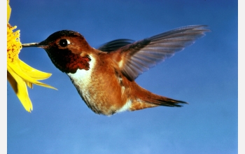 Rufous hummingbird