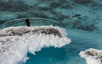 Two Adelie penguins at Hut Point peninsula