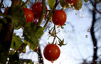 Tomato plant with several ripening tomatoes.