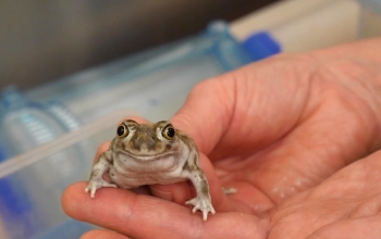 small toad cupped in two hands