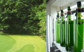 algae in nature and in tubes