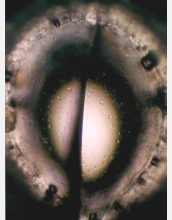 A tiny, hollow iridium wire used as a reaction vessel for materials research