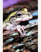 Gray Treefrog (<em>Hyla versicolor</em>)