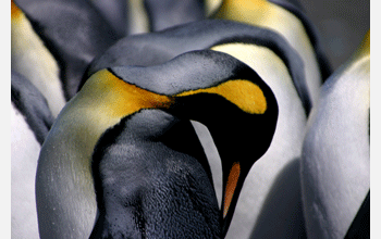 King penguins on Macquarie Island