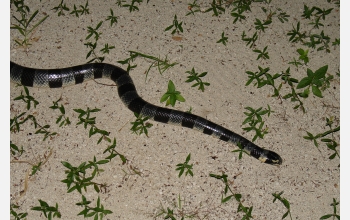 A yellow-lipped sea krait (<em>Laticauda colubrina</em>) on the shore near Turtle Island, Fiji