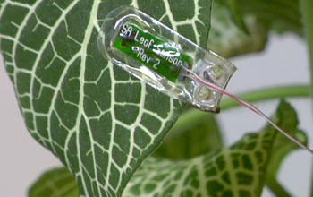 Sensor on a leaf