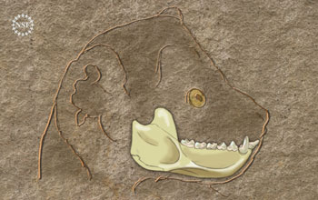 Illustration showing reconstruction of lower jaw of 37-million-year-old Egyptian primate