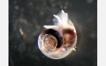 Antarctic pteropod <em>Limacina helicina</em> Antarctica