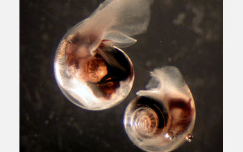 Antarctic pteropod <em>Limacina helicina</em> Antarctica